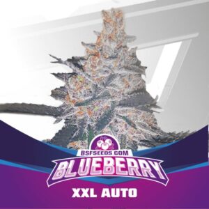 BLUE BERRY AUTO X2-BSF