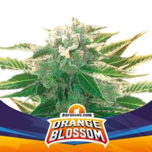 ORANGE BLOSSOM XXL AUTO X7 -BSF