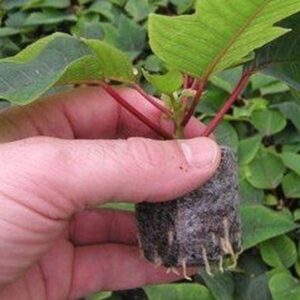 PACK PASTILLAS JIFFY 7C 25MM 100UN-JIFFY