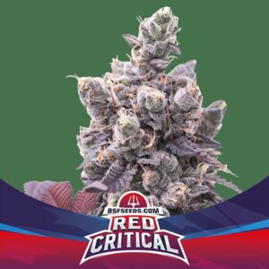 RED CRITICAL AUTO X4 -BSF