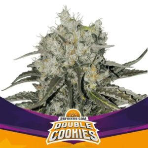 DOUBLE COOKIES FEM X2-BSF