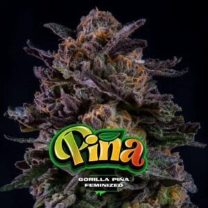 GORILLA PIÑA FEM X4-BSF