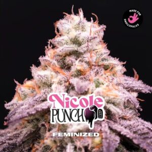 NICOLE PUNCH FEM X4-BSF