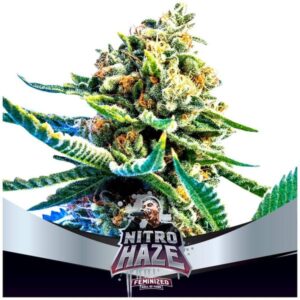 NITRO HAZE FEM X4-BSF