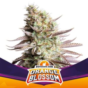 ORANGE BLOSSOM FEM X4 -BSF