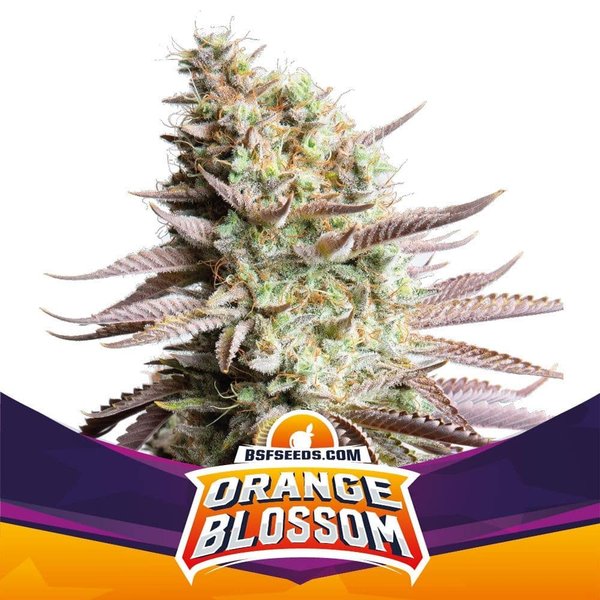 ORANGE BLOSSOM FEM X4 -BSF