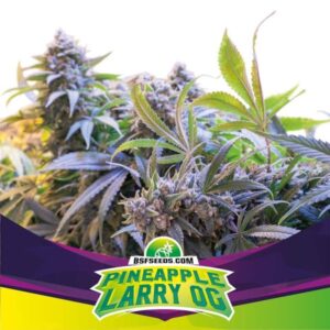 PINEAPLE LARRY OG FEM X2 -BSF