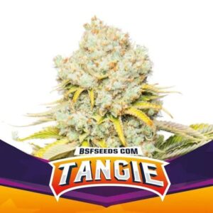 TANGIE FEM X2-BSF
