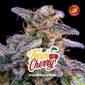 TROPI CHERRY FEM X2-BSF