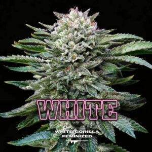 WHITE GORILLA FEM X4-BSF